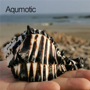 Aqumotic Originalus Juoda Zebra Didelis Juodas Murex Shell 1pc Sea Shell Vandenyno Myli Vandens talpyklos Žuvų Apdaila